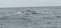 PICTURES/Whale Watching - Depoe Bay/t_Back7.JPG